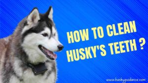 How to clean husky teeth