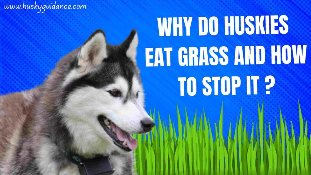 why do huskies eat grass ?