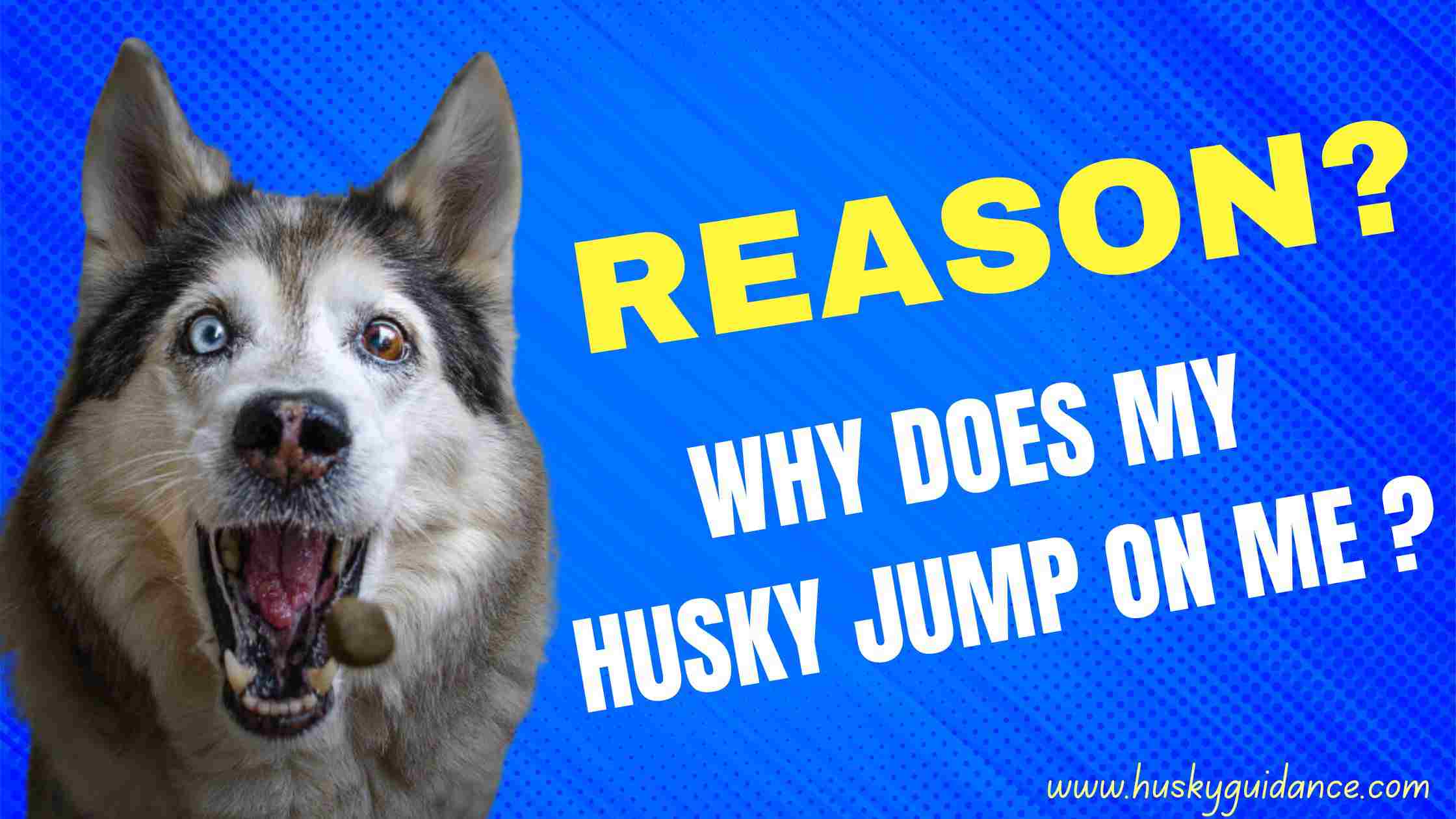 Why does my husky jump on me?
