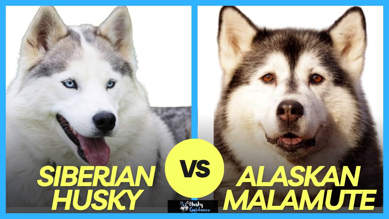 Alaskan Malamute vs Siberian Husky