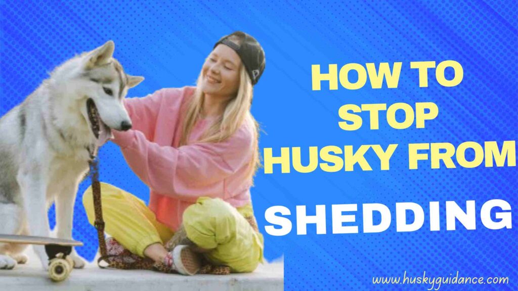 How to stop Husky From Shedding