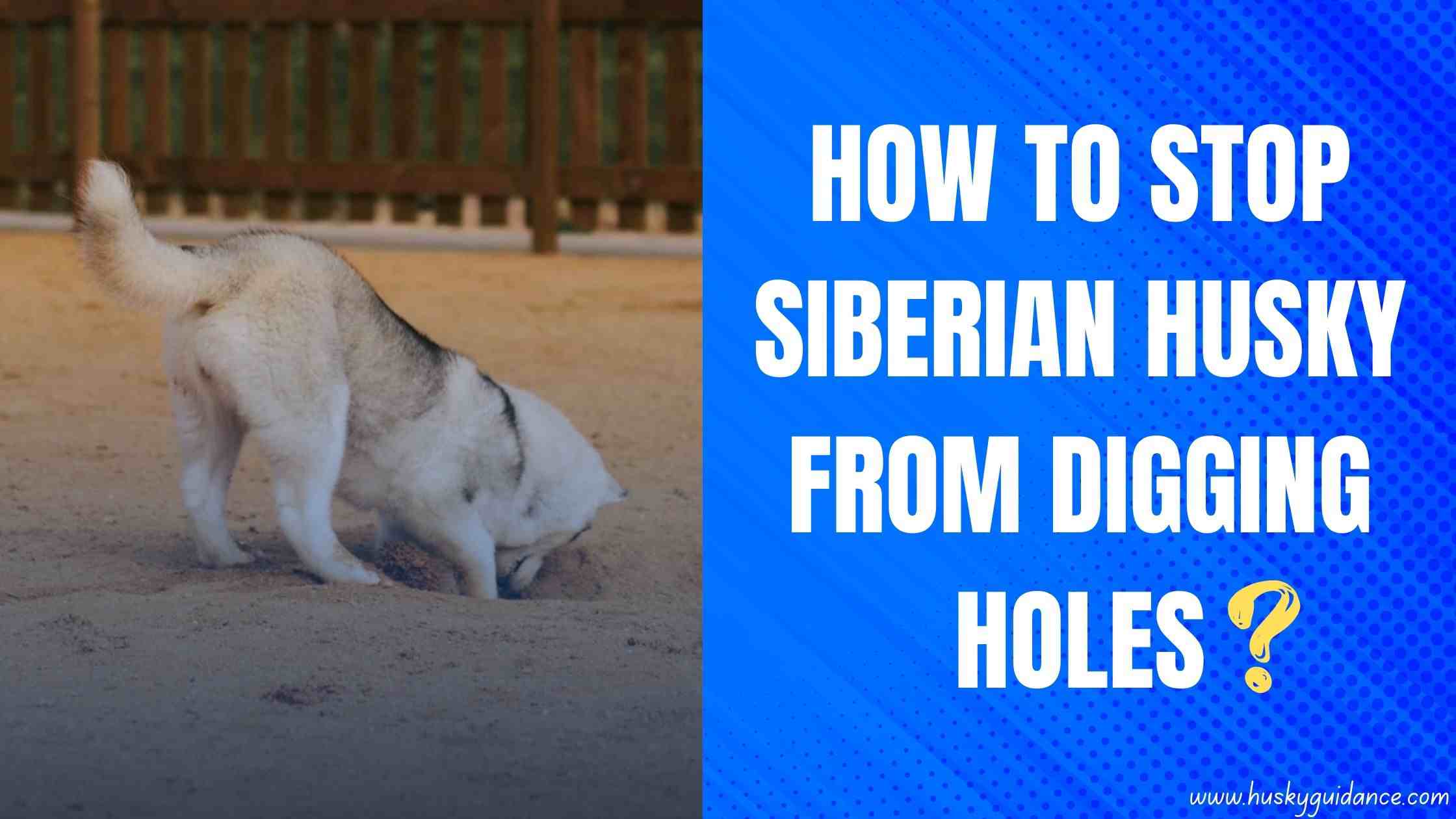 How To Stop Husky From Digging Holes