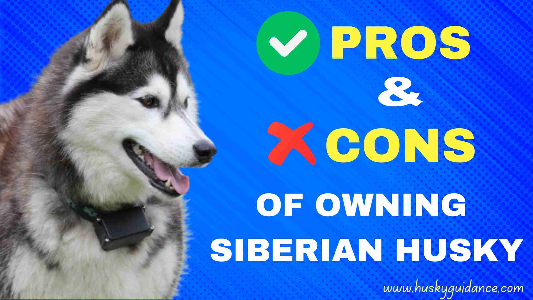 Pros And Cons of Owning a Siberian Husky