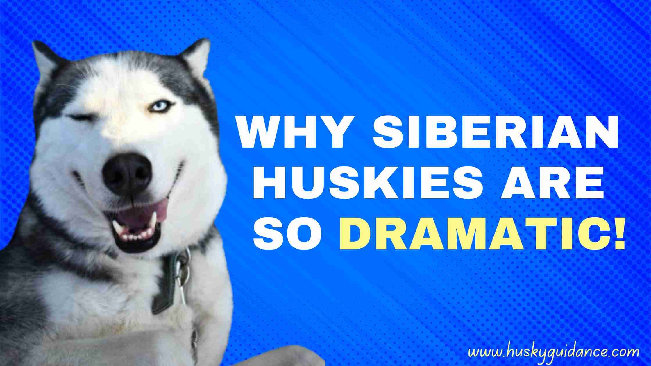 Why Huskies are so dramatic?