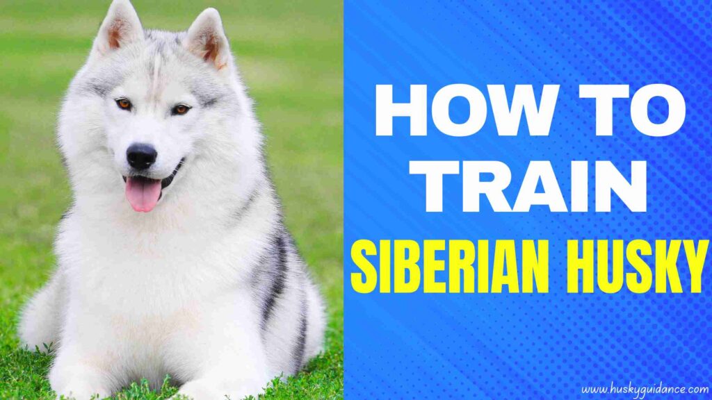 How to train a husky