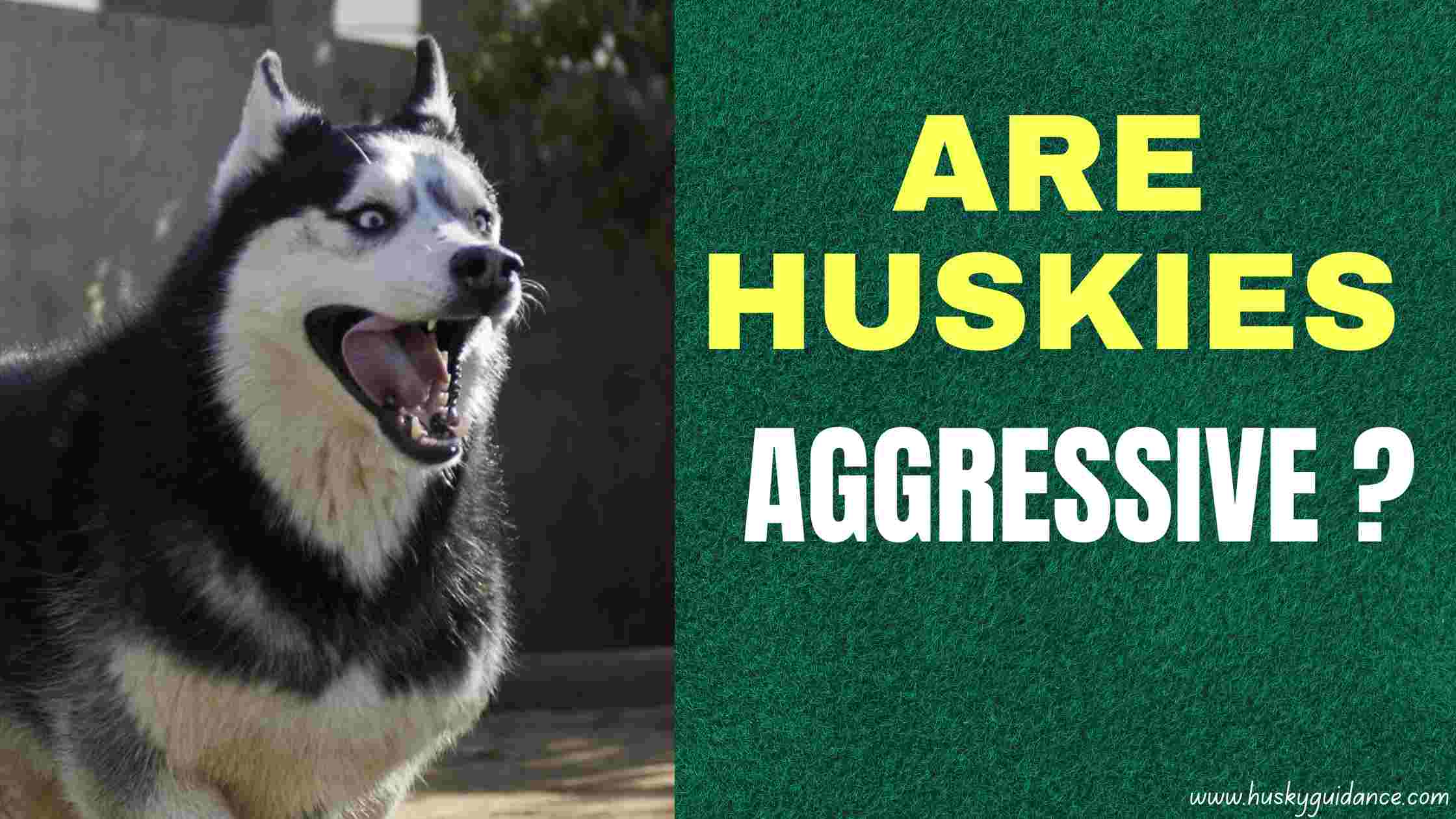 Are Huskies Aggressive in Nature