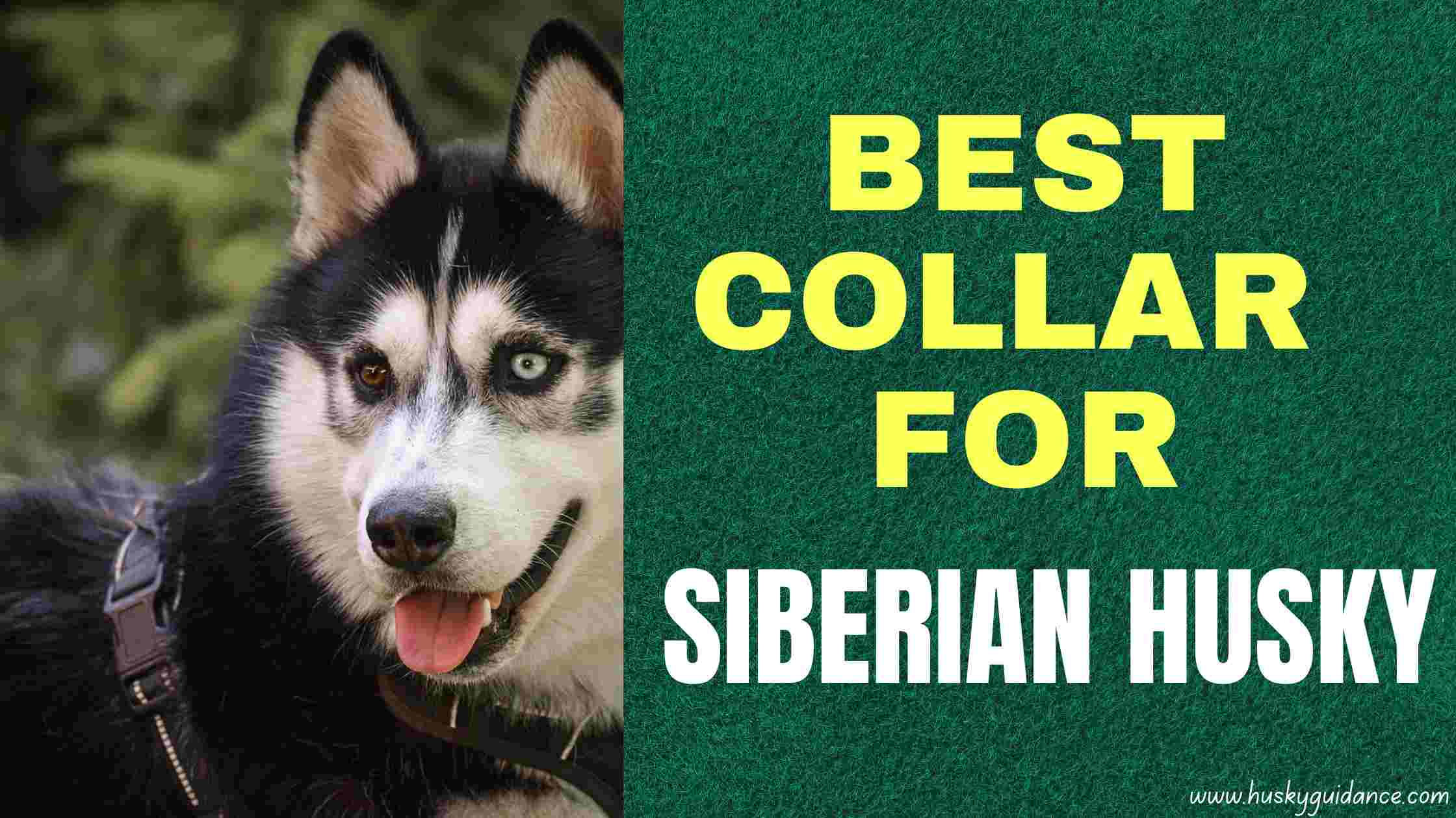 Best Collar For Husky Dogs