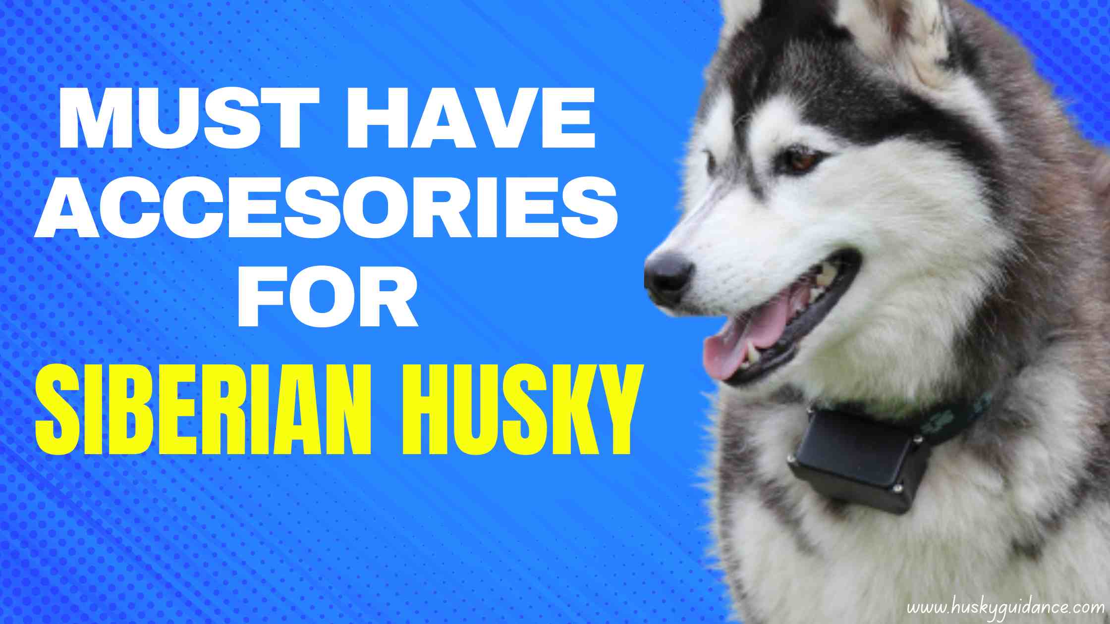 Siberian husky accessories