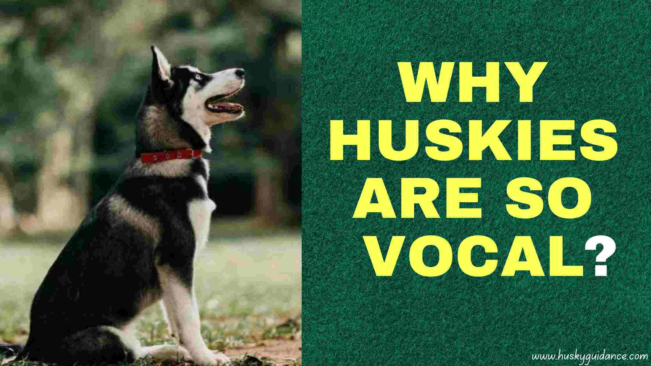 Why are huskies so vocal