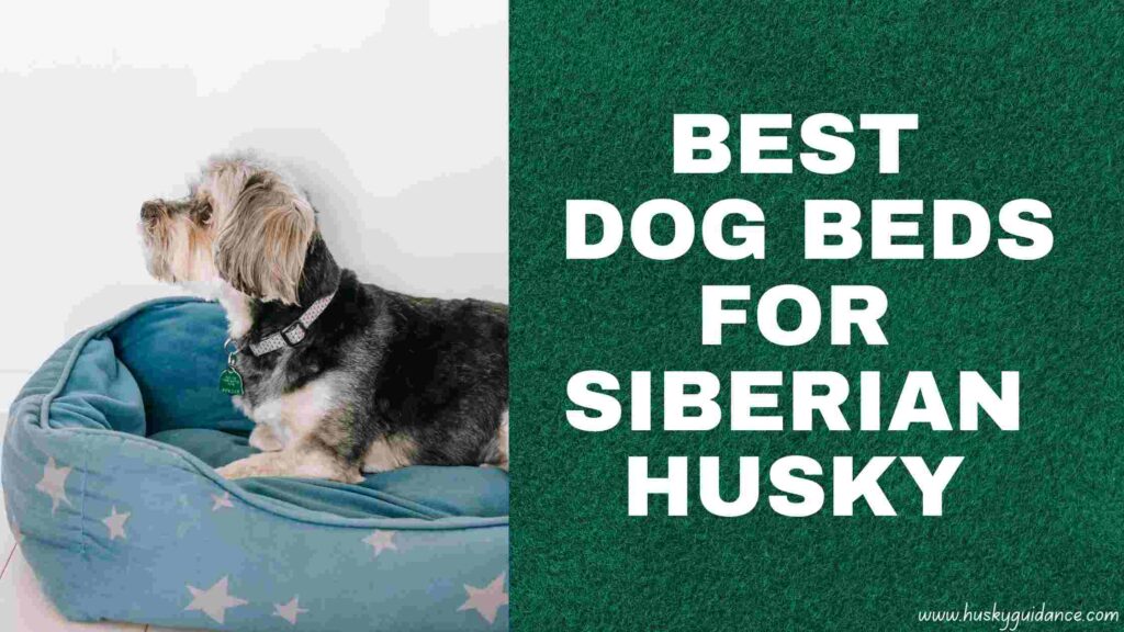 Best dog beds for huskies