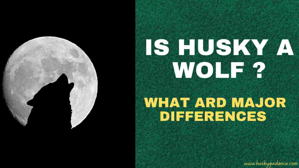 Is husky a wolf ? Husky vs Wolf