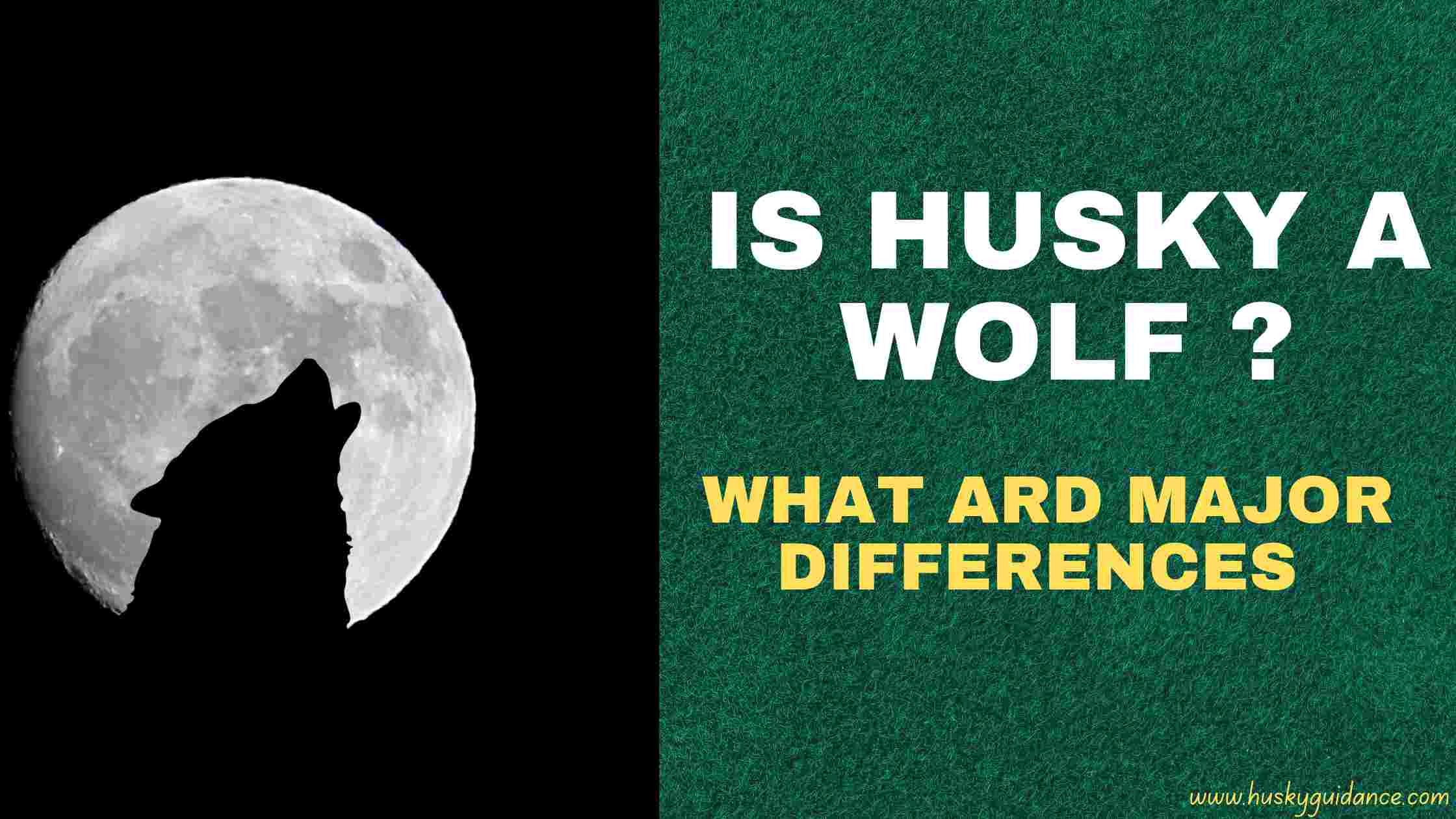 Is husky a wolf ?