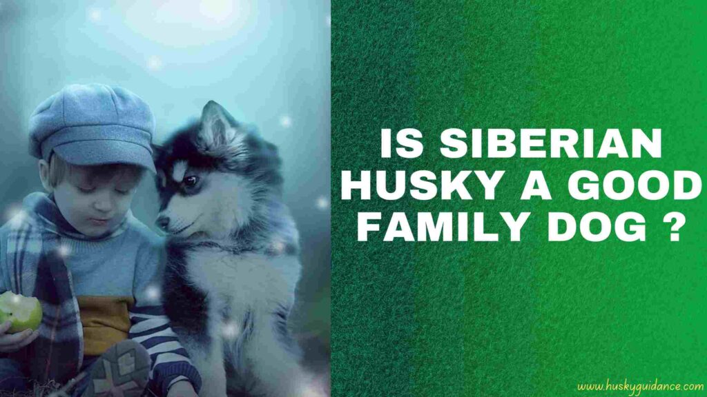 Are Husky a good family dog
