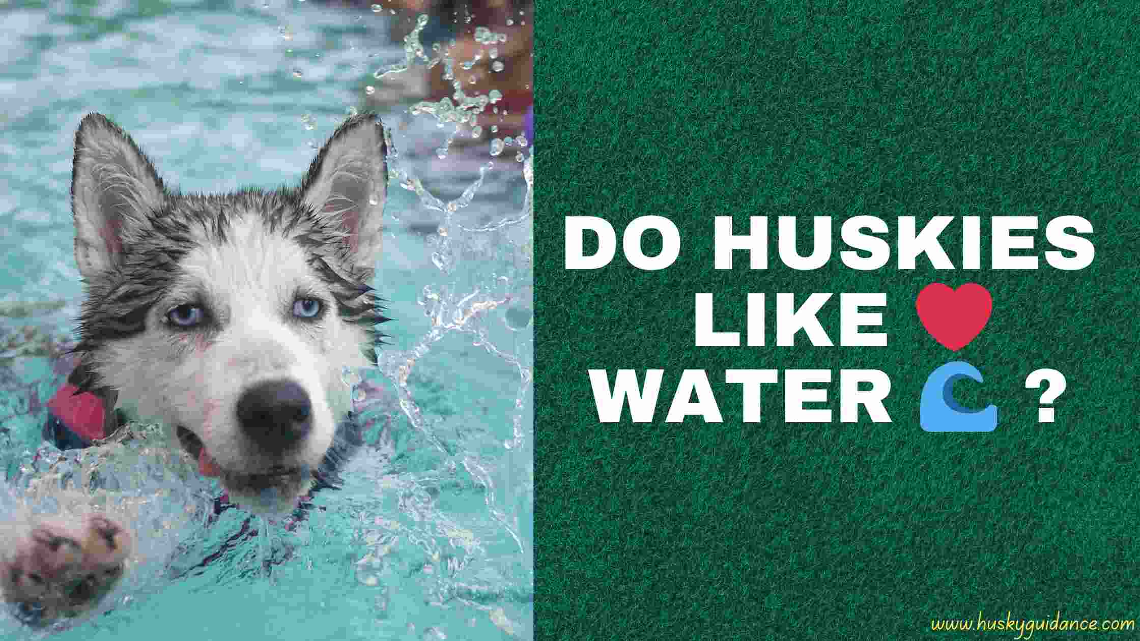 Do Huskies Like Water ?