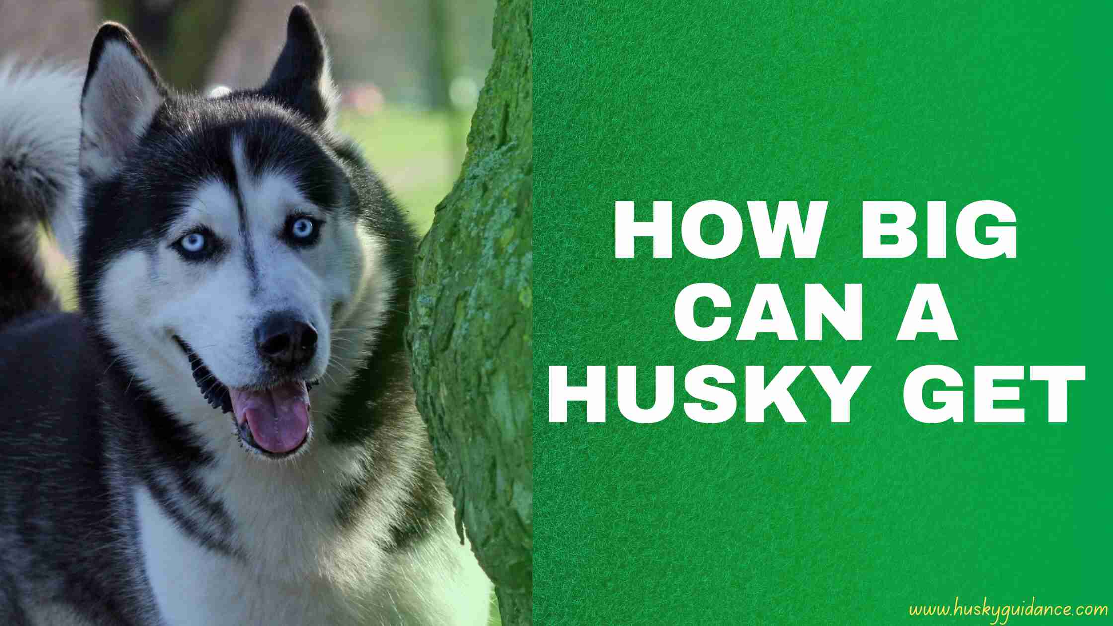 How Big Can A Husky Get